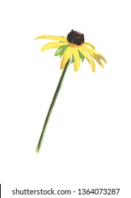 Rudbeckia Flower Drawing. Vector