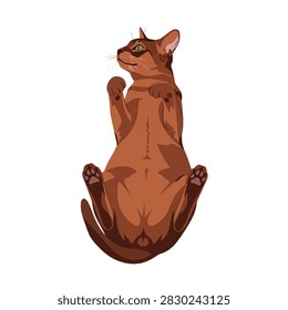 Ruddy Abyssinian cat lying on its back with paws up and looking aside, isolated vector illustration