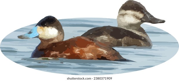 Ruddy Duck (Oxyura jamaicensis) Male and Female Waterfowl Bird Couple