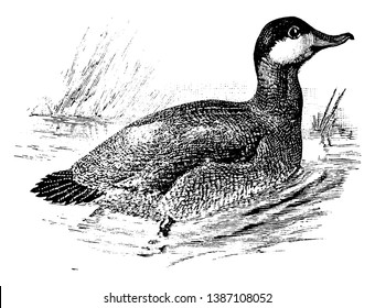 Ruddy Duck is a small stiff tailed duck in the Anatidae family of ducks, vintage line drawing or engraving illustration.