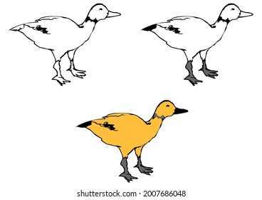 Ruddy shelduck, variants of the duck drawing are linear and colored