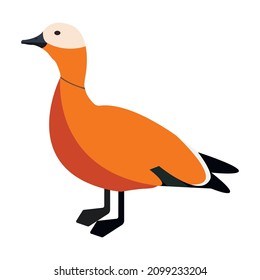 The ruddy shelduck vector (Tadorna ferruginea), known in India as the Brahminy duck, is a member of the family Anatidae, isolated on white background