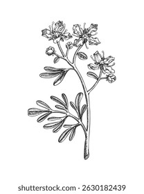 Esboço de flor de rue. Ilustração de vetor de planta venenosa desenhada à mão. Feitiçaria e mitologia elemento de design. NÃO gerado AI