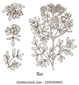 Rue Plant and Leaves. Ruta Graveolens in Hand Drawn Style for Surface Design Fliers Prints Cards Banners. Vector Illustration