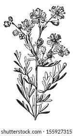 Rue or Ruta Graveolens or Common Rue or Herb-of-grace, vintage engraved illustration. Usual Medicine Dictionary by Dr Labarthe - 1885.