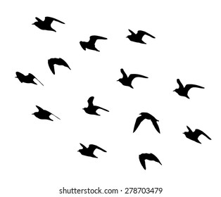 Ruff in flight silhouettes