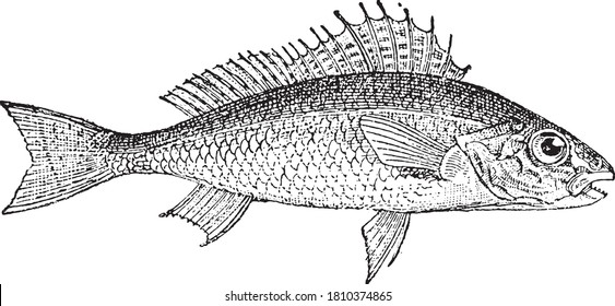 Ruffe fish, From the Dictionary of Word and Things, 1888.