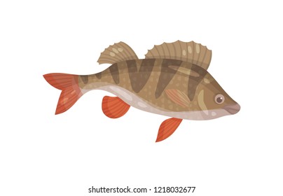 Ruffe fish with spiny fins. Predatory marine animal. Sea creature. Underwater life theme. Flat vector design