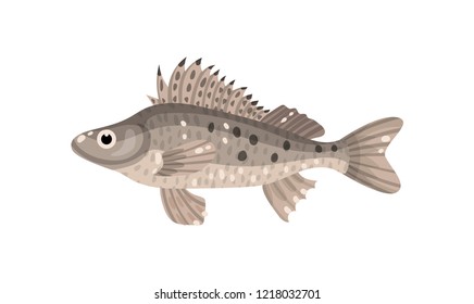 Ruffe fish with spiny fins. Predatory marine animal. Sea creature. Underwater life theme. Flat vector design