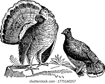 Ruffed Grouse are chunky, medium-sized birds with two distinct morphs, grey and brown. It has ruffs on the sides of the neck and have a crest on top of their head, which at times lies flat, vintage