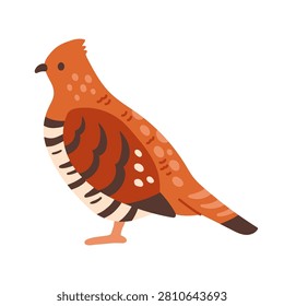 Ruffed grouse partridge bird vector illustration. Flat design woodland gamebird isolated on white background. Perfect for autumn nature designs, thanksgiving themes, and hunting graphics
