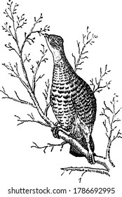 Ruffed Grouse Or The Partridge, Pecking On The Branches Of The Tree, Vintage Line Drawing Or Engraving Illustration.