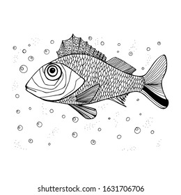 Ruffle fish in black and white isolated illustration, one freshwater fish in side view, fishing, small spiny fish. biology, underwater world. wildlife. Hand coloring antistress for children and adults