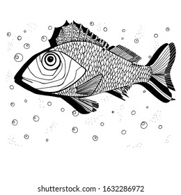 Ruffle fish in black and white isolated illustration, one freshwater fish in side view, fishing, small spiny fish. biology, underwater world. wildlife. Hand coloring antistress for children and adults