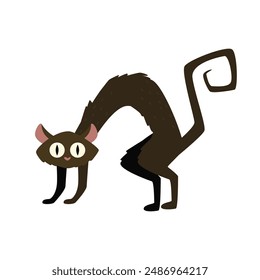 Ruffled black cat isolated on white background.