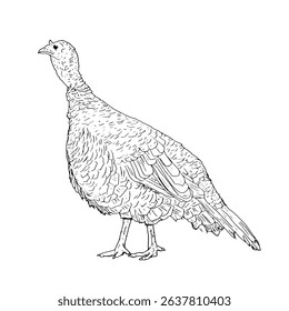 A ruffled turkey with a fluffy tail, domestic farm bird, black and white ink sketch. Vector illustration. Rustic animals, isolated on a white background. For kitchen, textile, packaging themes