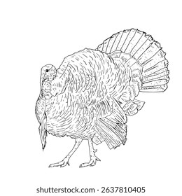 A ruffled turkey with a fluffy tail, domestic farm bird, black and white ink sketch. Vector illustration. Rustic animals, isolated on a white background. For kitchen, textile, packaging themes