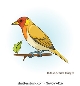 Rufous headed tanager bird learn birds educational game vector illustration