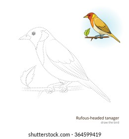 Rufous headed tanager learn birds educational game learn to draw vector illustration