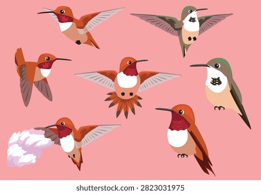 Rufous Hummingbird Bird Poses Vector Illustration