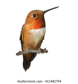 Rufous Hummingbird - Selasphorus rufus.   
Hand drawn vector illustration of a male Rufous hummingbird with iridescent orange-red throat patch on transparent background.