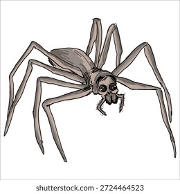 Rufous Net-casting Spider. Asianopis subrufa Ilustração vetorial colorida desenhada à mão. Pitoresco. Estilização detalhada exclusiva. Imprimir em cadernos de anotações, adesivos, cartões postais, copos, roupas, cartazes. Biológico.