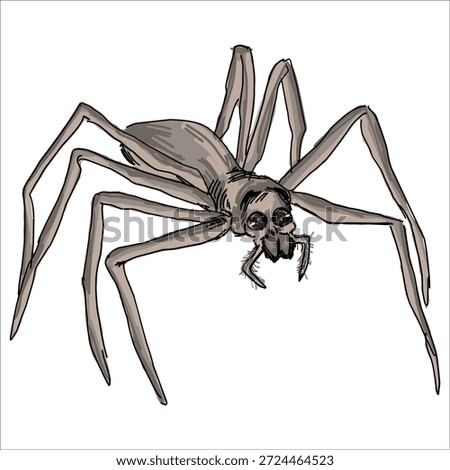 Rufous Net-casting Spider. Asianopis subrufa. Colorful, hand-drawn, vector illustration. Picturesque. Unique detailed stylization. Print on sketchbooks, stickers, postcards, cups, clothes, posters. Biological.