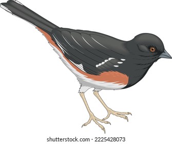 Ilustración de vectores a un lado espumoso
