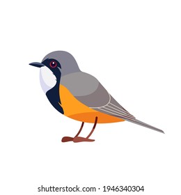 Rufous whistler is a species of whistler found in New Caledonia and Australia. Pachycephala rufiventris. Bird Cartoon, flat style character of ornithology, vector illustration isolated on white.