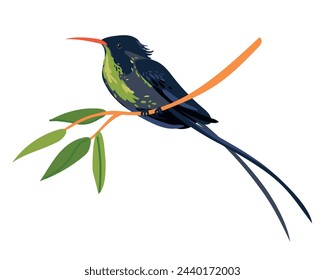 Rufous-billed Streamer-tailed Hummingbird (Trochilus polytmus) in front of a white background. National bird of Jamaica in flat style. A small bird sits on a branch. Vector illustration. Cartoon