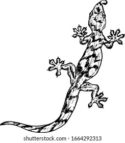 A rugged house lizard clinging to a wall. Hand drawn vector illustration.