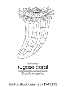 Rugose coral, an Ordovician period creature, is well-suited for both coloring and educational purposes in a black and white line art illustration