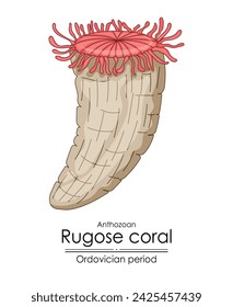 Rugose coral, an Ordovician period creature. Colorful illustration on a white background