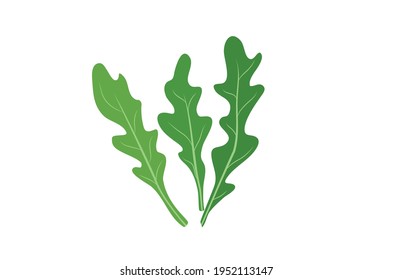 Rukola Arugula green herb Vector illustration isolated on white background