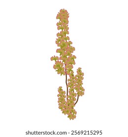 Rumex. Cute plant. Vector simple color flat illustration.