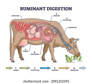 Ruminant digestion system with inner digestive structure outline diagram. Labeled educational scheme with rumen, reticulum, omasum and abomasum process stages vector illustration. Veterinary biology.