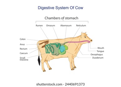 Ruminant digestion system with inner digestive structure outline diagram. Labeled educational scheme with rumen, reticulum, omasum and abomasum vector illustration. Veterinary concept.