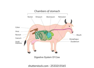 Ruminant digestion system with inner digestive structure outline diagram. Labeled educational scheme with rumen, reticulum, omasum and abomasum vector illustration. Veterinary concept.