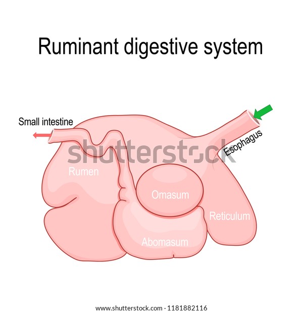 Ruminant Digestive System Ruminants Stomach Have Stock