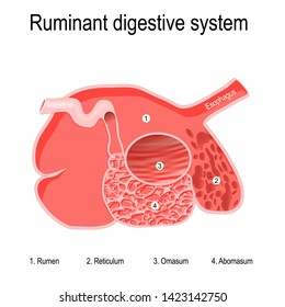 ruminant digestive system. Ruminants' stomachs have four compartments: rumen — primary site of microbial fermentation; reticulum; omasum — receives chewed cud, and abomasum — true stomach