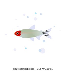 Rummy nose tetra vector design, tetra fish aquarium fish