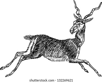 running antelope