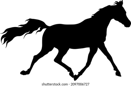 Running arabian horse silhouette.
Isolated on white background
