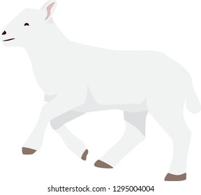 Running Baby Lamb