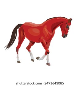 Running bay horse with arching his neck. Vector illustration isolated on a white background in a realistic style