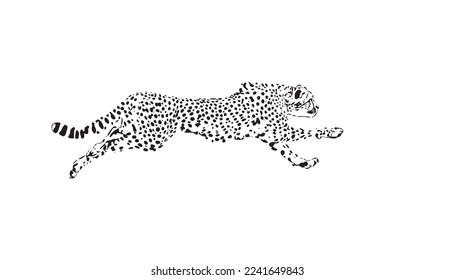 Running cheetah. Cheetah big wild cat african design character vector illustration on white background. Vector of flat hand drawn cheetah isolated.