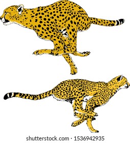 running Cheetah drawn in ink by hand on a white background