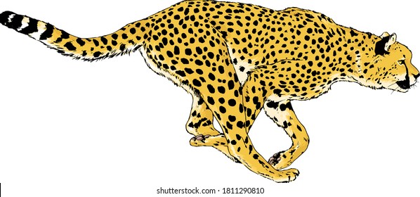 running Cheetah drawn in ink by hand on a white background logo