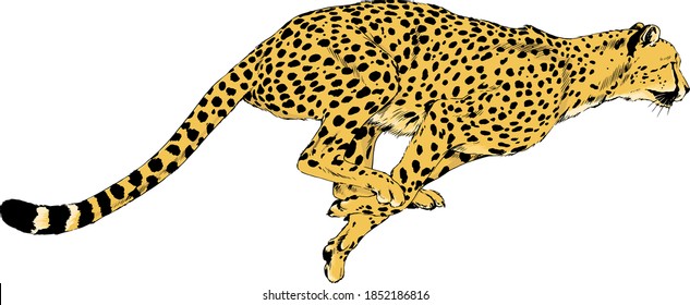 running Cheetah drawn in ink by hand on a white background