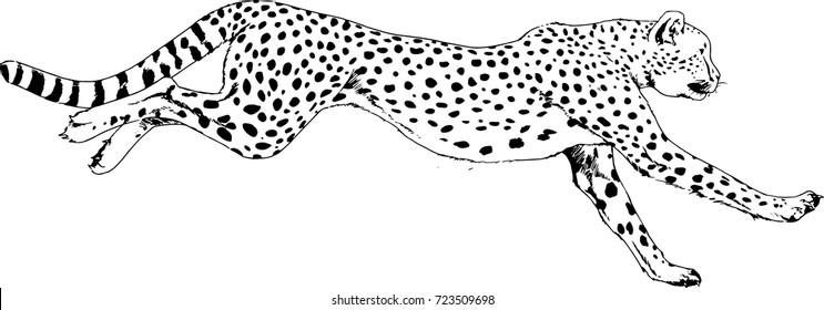 running Cheetah drawn in ink by hand on a white background